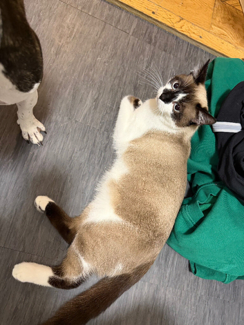 Ozzy ragdoll x snowshoe