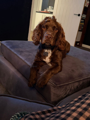Cocker spaniel 7 months
