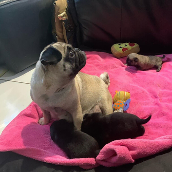 Adorable little fawn and black Pug babies