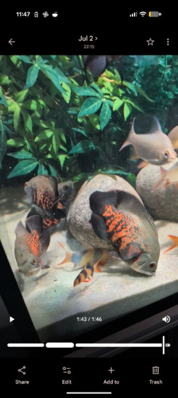 Fish for sale