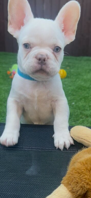 Platinum.blue eyes frenchies