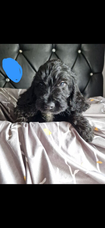 Springer x cockapoo