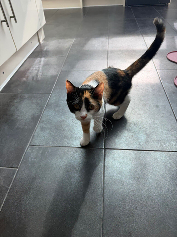 Domestic short hair calico kitten
