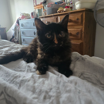 Maine Coon female ( 6 months old )