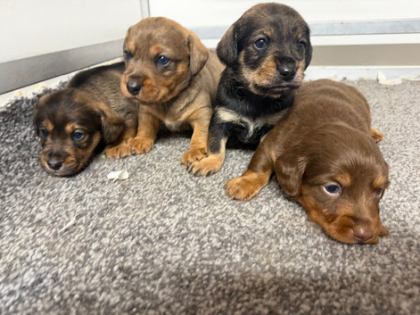 Schnoxie pups ,