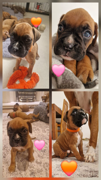 *2 GORGEOUS GIRLS LEFT* Beautiful Pedigree Boxer Puppies