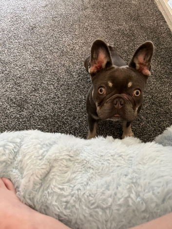 Female French bulldog 1 year old blue/grey