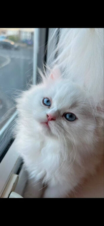 Beautiful Persian cat