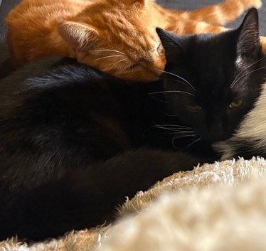 Kitten for sale