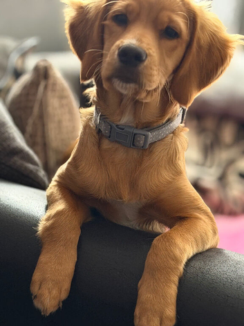 Cocker x Maltese