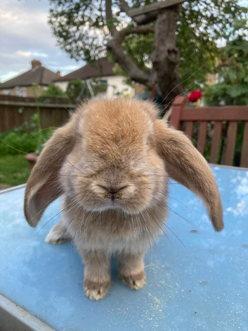 French Lop for sale in London