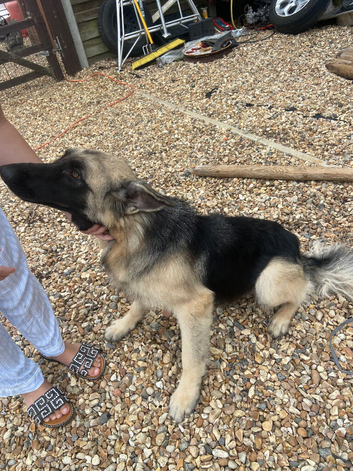 Beautiful Female German Shepherd &ndash; Pup Pup