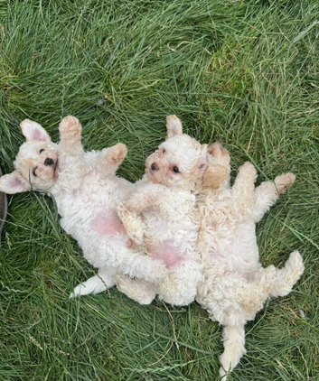 Poochon puppies