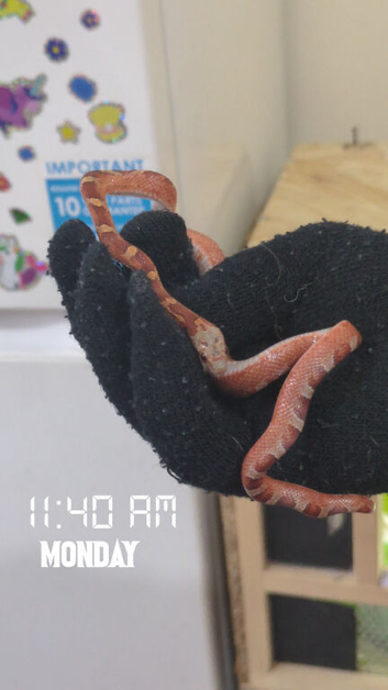 Juvenile Cornsnake cb25