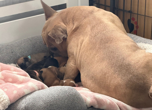 Gorgeous Frenchel puppies (Frenchie x cavalier)