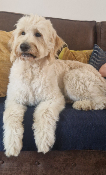 Stunning large goldendoodle for stud