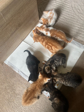 8 kittens
