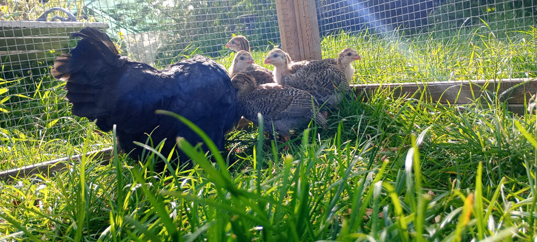 8 lovely guinea fowl keets