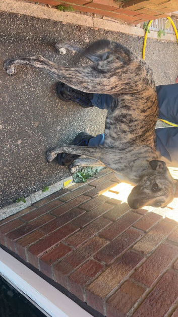 Bull greyhound