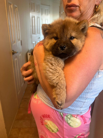 1 Merle Girl Chow Chow Left