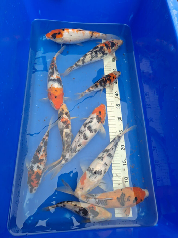 Japanese koi