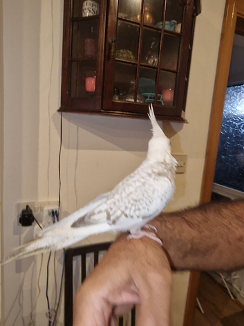 Hand tame baby cockatiel