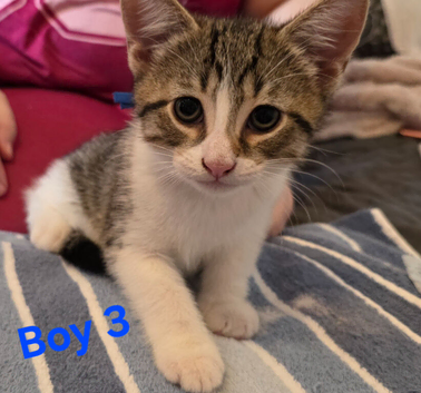 Beautiful kittens for sale looking for foreverr loving homes