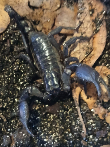 Asian forest scorpion
