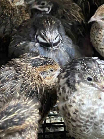Chinese painted quails