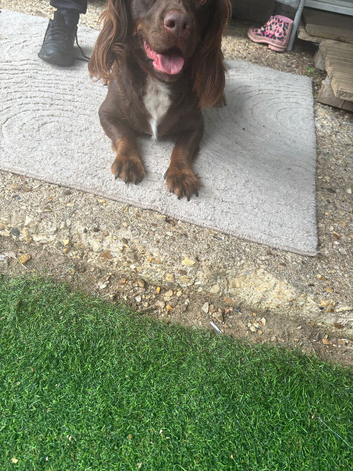 2 years old Choclate spaniel