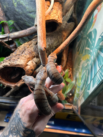 3.3 Pink tongue skinks (males and females available)