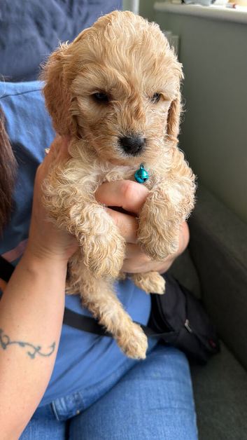 F2b Male Cockapoo Puppy