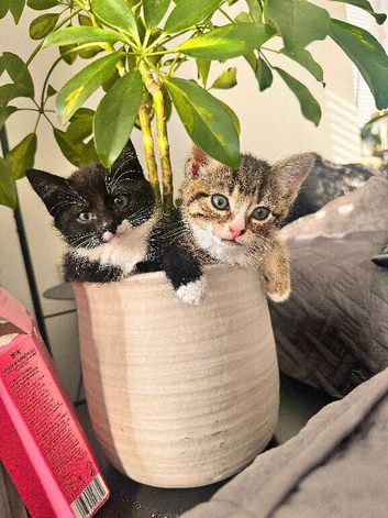 Female kittens for sale