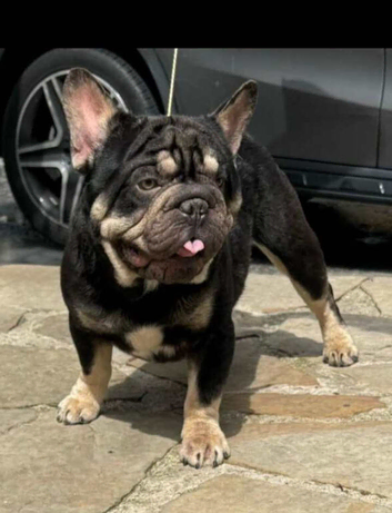 frenchie cross