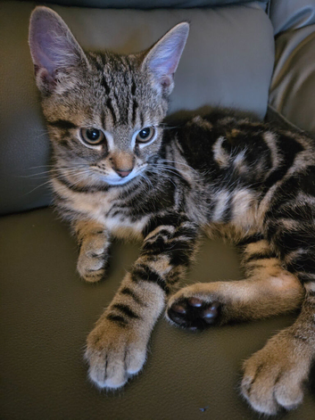 Male kitten