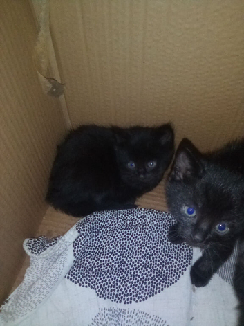 KITTENS FOR SALE READY NOW