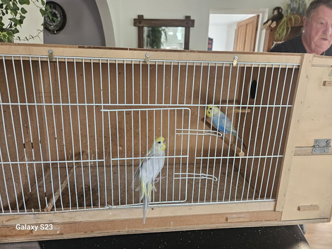 Pair of breeding budgies