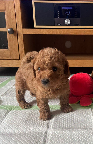 Poochons puppies ready 28th Aug
