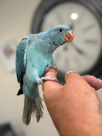 Hand tame baby ring necks