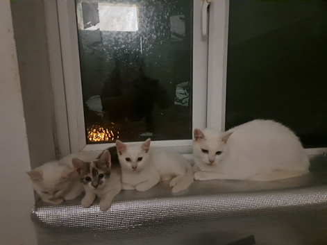 White kittens for sale
