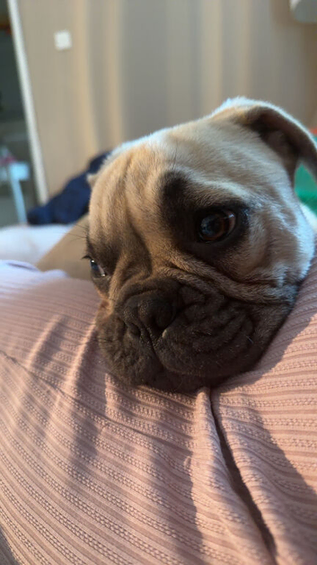 French bulldog
