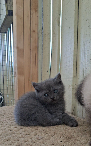 British shorthair kittens