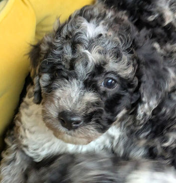 Miniature Poodle Puppies (Blue Merl & Black)