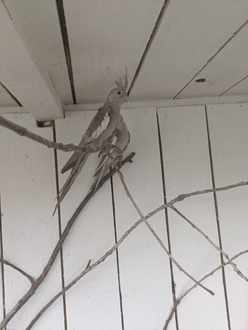 Cockatiel