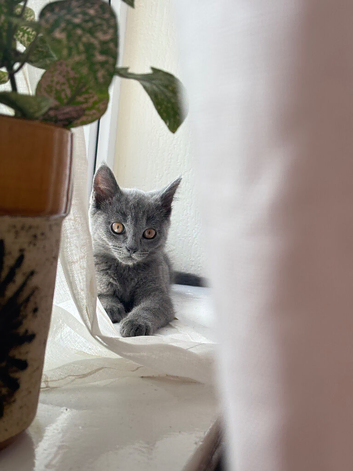 Missing male kitten