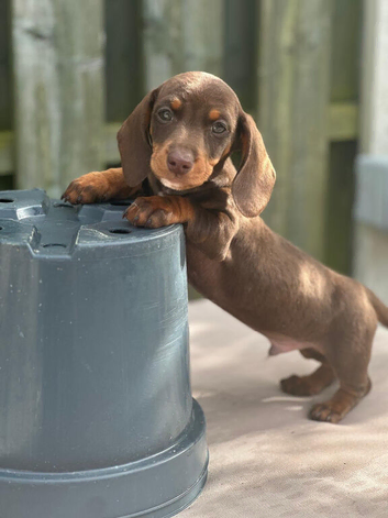 Ready now!! PRA clear Miniature  dachshunds