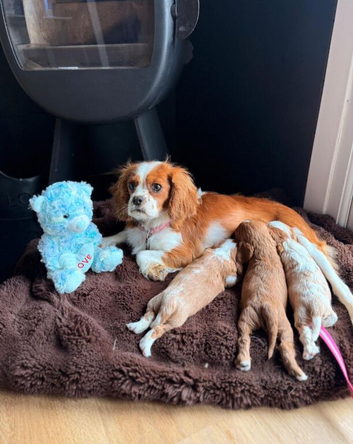 Stunning Cavalier King Charles Spaniel Pups
