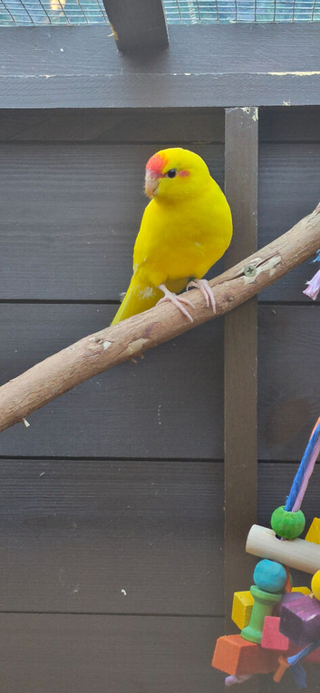 KAKARIKI