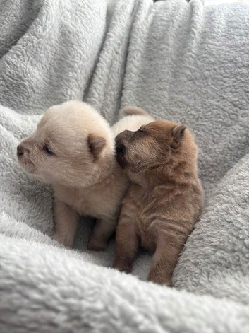 Chow chow puppies for sale