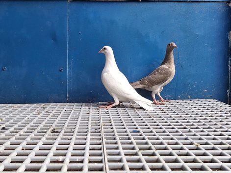 Racer pigeons
